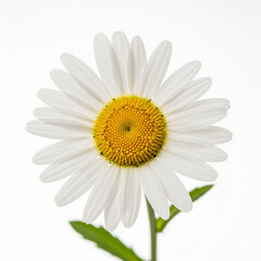 Closeup of a vibrant oxeye daisy in full bloom isolated on white