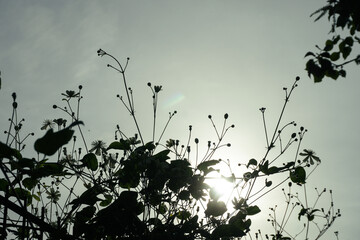 Low angle view of a plants against the sky