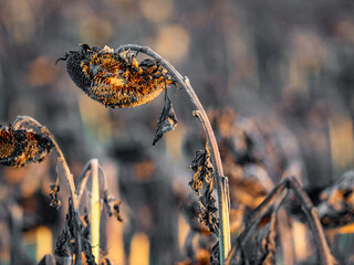 Verwelkte Sonnenblumen im Herbst