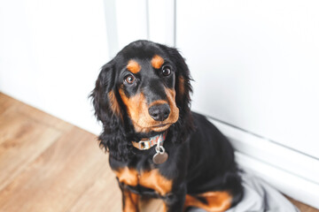 Adorable four month old black russian hunting spaniel puppy with black and brown fur sitting on wooden floor indoors wearing a collar and looking curiously at the camera