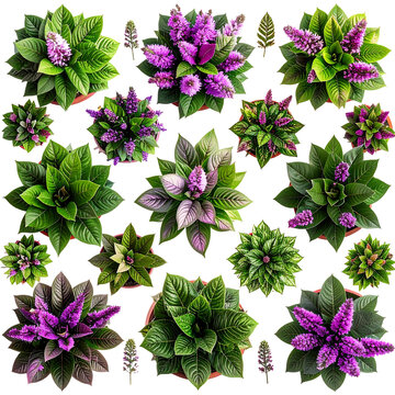 Collection of cunninghamia plants on transparent background
