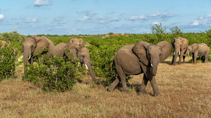 Fototapeta premium Elephant herd hanging around in a Game Reserve in the Tuli Block in Botswana.