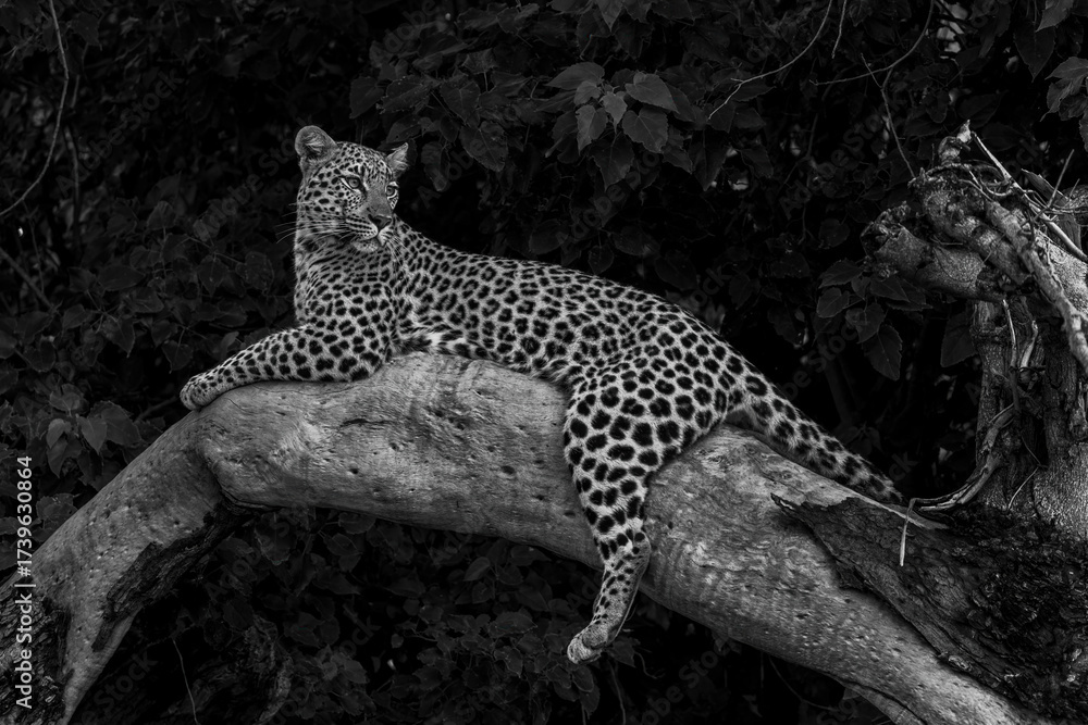 Wall mural black and white leopard resting and looking around in a tree in the okavango delta in botswana with 