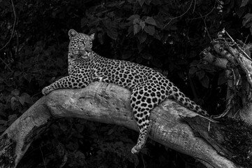 Black and white Leopard resting and looking around in a tree in the Okavango Delta in Botswana  with a dark background  