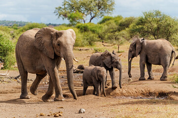 Fototapeta premium Elephant herd hanging around in a Game Reserve in the Tuli Block in Botswana.