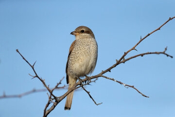 Close-up of a female red-backed shrike (Lanius collurio) perched on a branch against a blue sky
