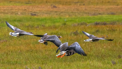 A flock of wild geese flying over the bright autumn tundra of the Yamal Peninsula. For environmental publications, tourist materials, and articles about the nature of the North