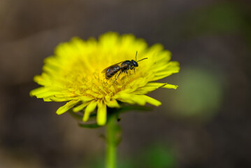 A bee on a bright yellow dandelion flower