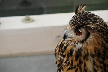 ベンガルワシミミズクの横顔