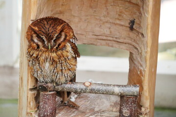 小さいピックスコノハズク