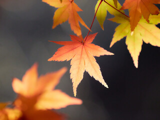 薄暗い背景薄紅色に色づくもみじの葉