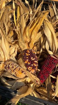 Closeup of red corn cobs with dry husks used as rustic decoration at an autumn harvest fair in October, festive seasonal display celebrating traditional fall atmosphere