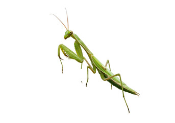 Green praying mantis isolated PNG, predatory insect on transparent background, camouflage expert and beneficial garden bug