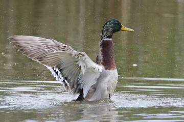 Canard colvert