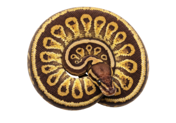 Isolated Ball Python coiled in a circle a nonvenomous constrictor pet reptile with head visible