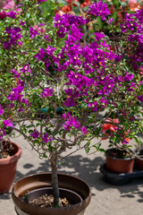 Potted bougainvillea plant with vibrant purple flowers in a pot