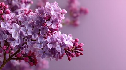 Fototapeta premium Close-up of a vibrant cluster of pink and purple lilac flowers in full bloom against a soft purple background, showcasing detailed petals and natural beauty