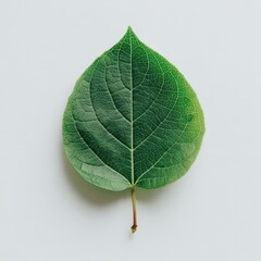 Single Green Leaf on White Background Illuminated With Soft Light