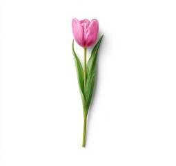 Single Pink Tulip on White Background Studio Shot with Water Droplets