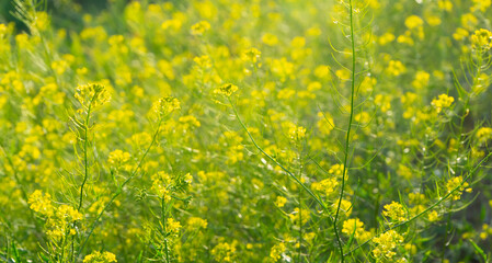 Summer blooms fill a bright yellow field with vibrant color and life