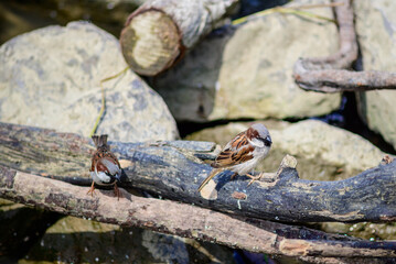 Sparrows Perched by a Rocky Stream