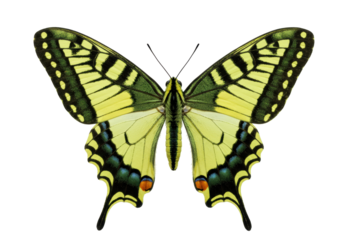 Isolated eastern tiger swallowtail butterfly, beautiful insect with decorative wings spread open