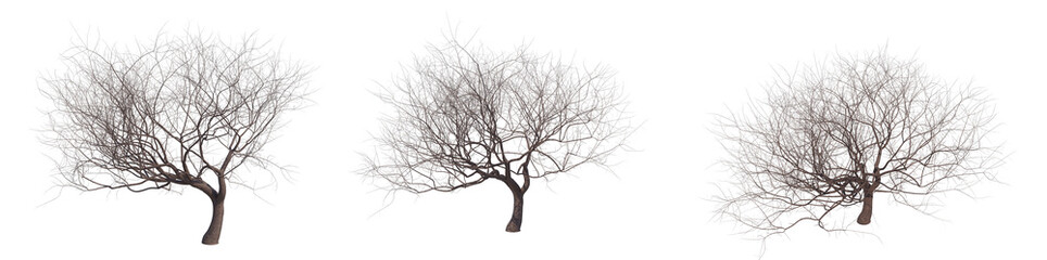 Obraz premium Bare sakura cherry tree isolated transparent background 3d rendering 