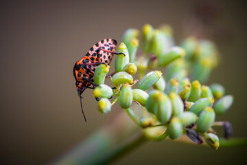 Italian striped bug Graphosoma italicum on green buds.