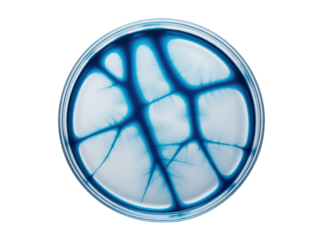 Blue Bacteria Culture Petri Dish Microbiology Laboratory Sample
