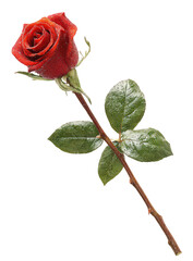 Red Rose with Snow on Petals and Leaves on Black Background