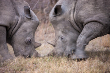 Obraz premium South Africa, Kruger National Park, White Rhinoceros 