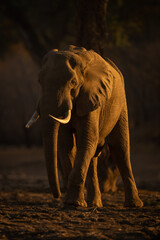 Obraz premium African bush elephant stands sidelit at sunrise