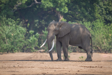 African bush elephant stands on sandy ground