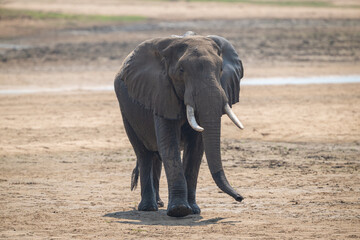 Fototapeta premium African bush elephant lifts foot crossing riverbed