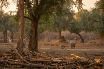 African elephant and calf graze in woods
