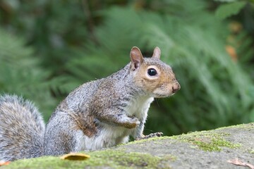Squirrel on a tree in Heaton Park