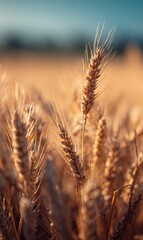 Wheat field showcasing vibrant green and brown stalks under a clear sky during sunset