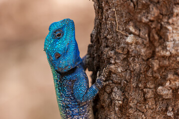South Africa, Kruger National Park, Blue-Headed Tree Agama (Acanthocercus Atricollis) - Gala Gala