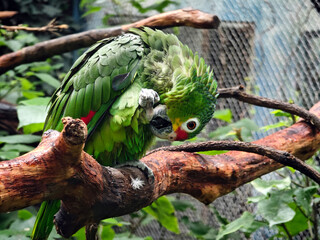 a Red-lored Amazon parrot clean its green feather on the branch in the zoo