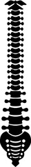 Human spine skeleton icon isolated on transparent background in black style, anatomy thorax bones medical illustration vector bundle design element