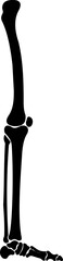 Human leg bone skeleton icon isolated on transparent background in black style, anatomy tibia femur foot bones medical vector illustration design element.