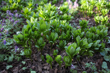 Scopolia in the garden