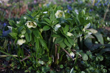 Blooming hellebore níger in the garden