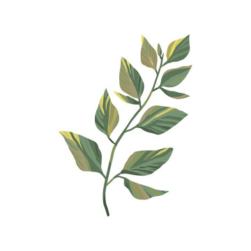Elegant Green Branch Illustration with Detailed Leaf Veins