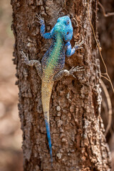 South Africa, Kruger National Park, Blue-Headed Tree Agama (Acanthocercus Atricollis) - Gala Gala