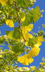Fototapeta premium Bright yellow leaves dance in the breeze under a clear blue sky in autumn