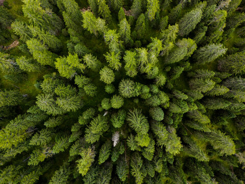 Top-down view of a green pine forest. Green pine tree coniferous forest aerial top down view. Dramatic nature background. Beautiful wild landscape. 