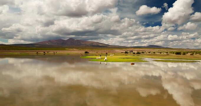 Sky reflection in desert pools after rain with resting llamas in Lipez. Drone