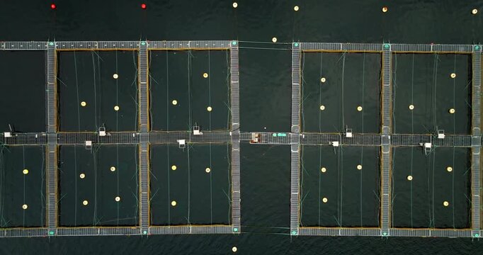 Halibut fish farm in Hjelmeland, aquaculture pens and nets in grid pattern, Norway. Aerial top-down sideways
