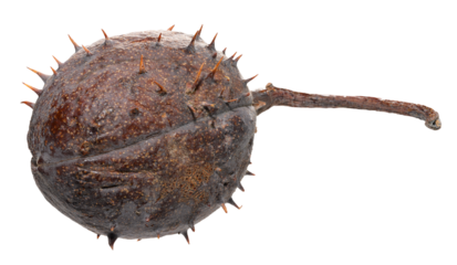 A close-up of a dry, brown horse chestnut pod with stiff spines and a remaining stem.